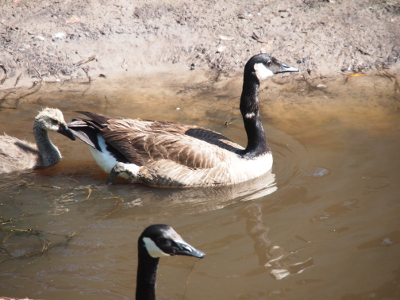 [The mother goose swims in the water just in front of a gosling. The mother's all-black neck has a white portion showing in the middle and it appears that part of the neck is bent toward her back like someone tried to snap her neck in half. Normally the neck is straight.]